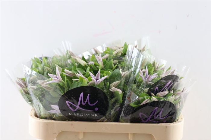 <h4>Clem Amazing Miami 70cm</h4>