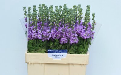 <h4>Matthiola figaro lavender</h4>