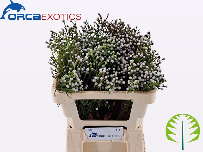<h4>BRUN NODULIFLORA</h4>