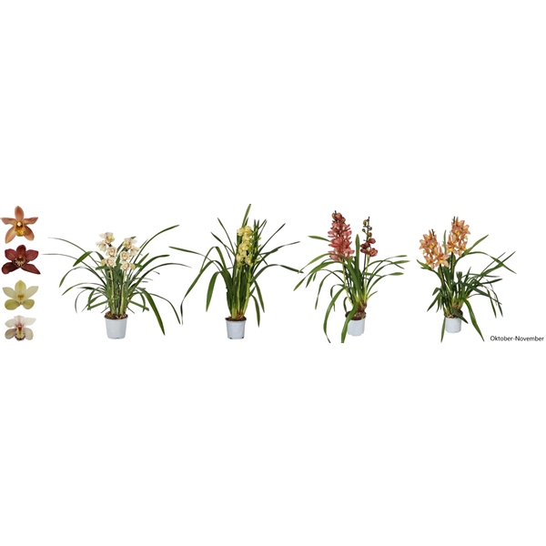 <h4>Cymbidium, Mix 2-tak</h4>