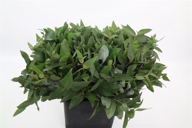<h4>Leaf eucalyptus robusta per bunch</h4>