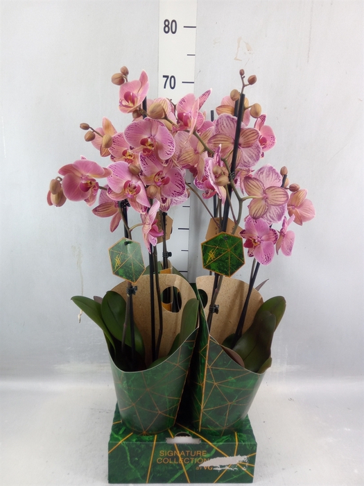 <h4>Phalaenopsis ...</h4>