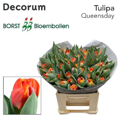 <h4>Tulipa do queensday</h4>