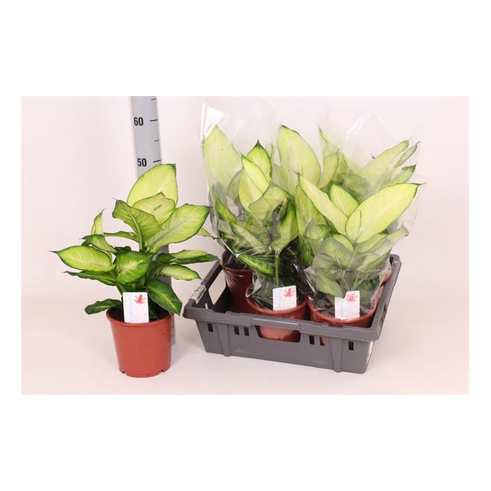 <h4>Dieffenbachia Summer Style 17Ø 50cm</h4>