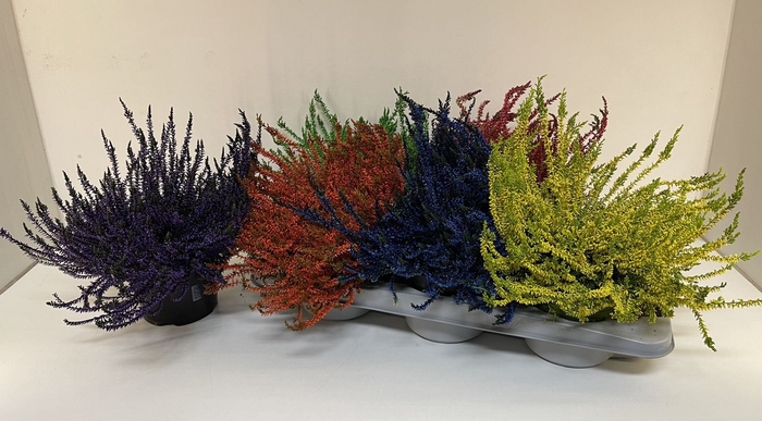 <h4>Calluna vulg. kleurbehandeld mixkar</h4>