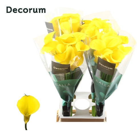 <h4>Zantedeschia gold medal</h4>