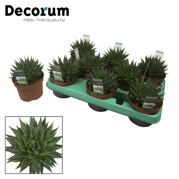 <h4>Aloe aristata (Decorum)</h4>