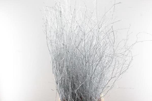 <h4>Droog Berk 120 Cm Wit Znd Glt</h4>