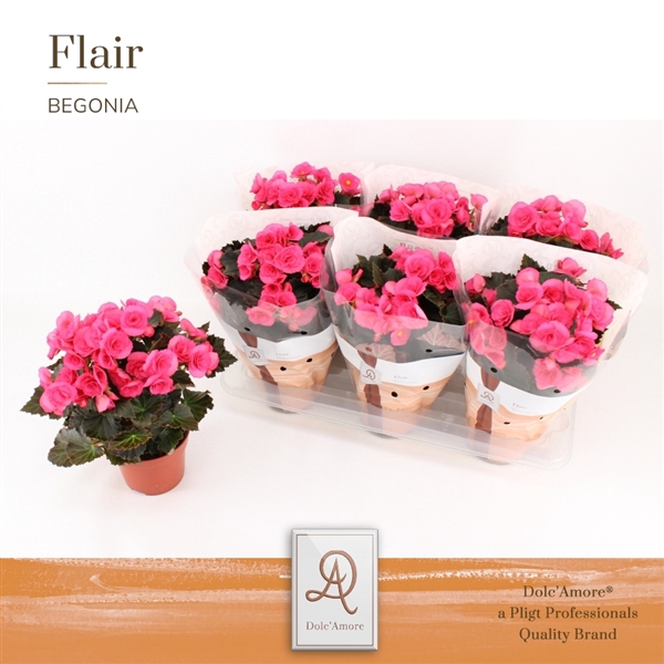 <h4>Begonia Adonia P14 Dolc'Amore® Flair</h4>