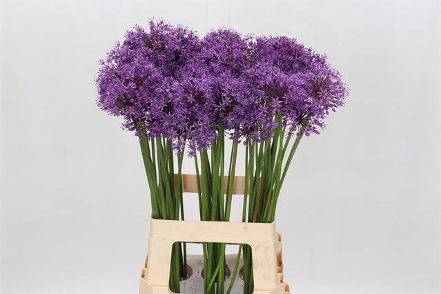 <h4>Allium gladiator</h4>
