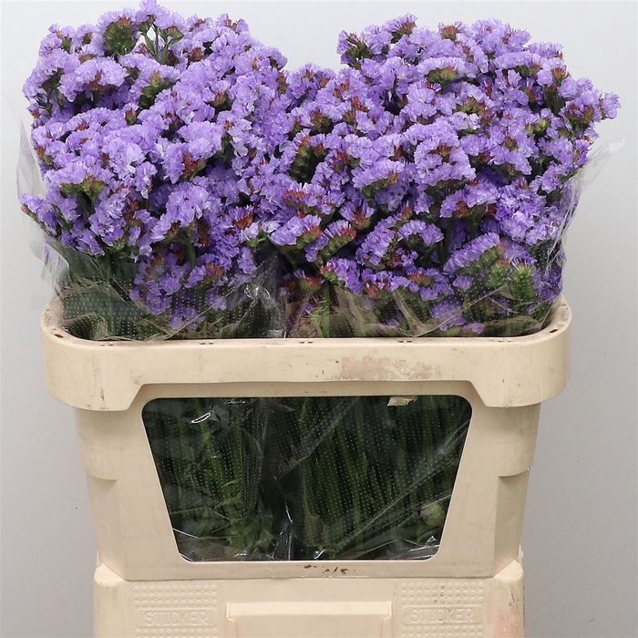 <h4>Limonium St Milka Birds X50</h4>