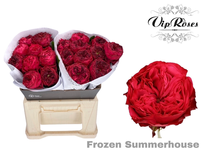 Vip Roses Webshop