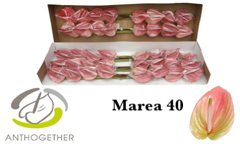 <h4>Anthurium marea</h4>