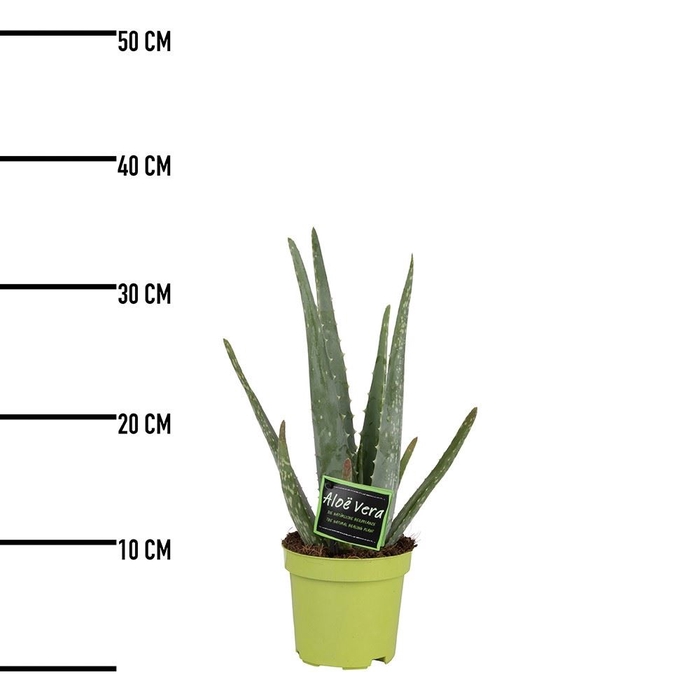 <h4>Aloe vera</h4>