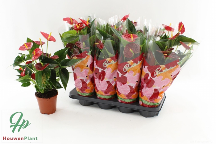 <h4>Anthurium Success Red</h4>