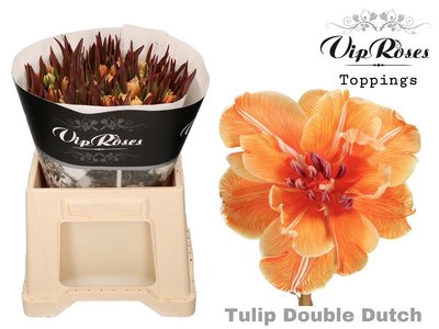 <h4>Tulipa do paint double dutch</h4>