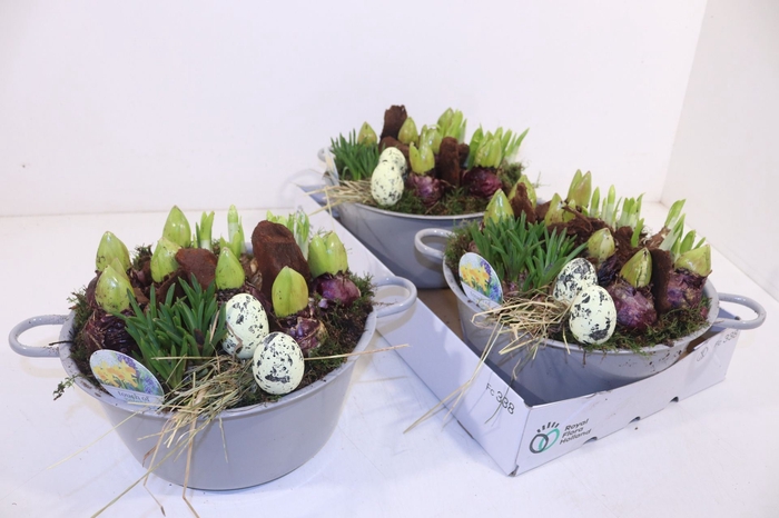 <h4>Arrangementen Bol/knolgewas</h4>