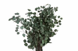 Eucalyptus populus green