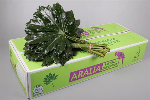 <h4>Leaf aralia per bunch (fatsia japonica)</h4>
