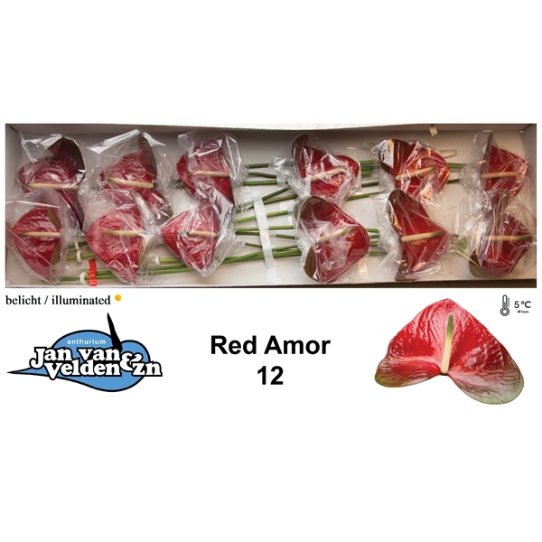 Red Amor 12