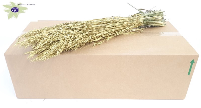 <h4>Avena per bunch gold</h4>