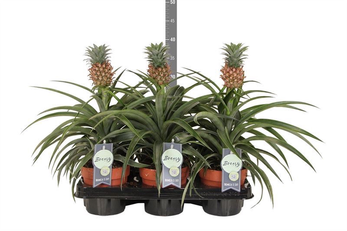 <h4>Ananas  'Mi Amigo'</h4>