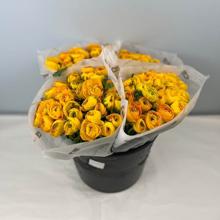 <h4>RANUNCOLI YELLOW</h4>