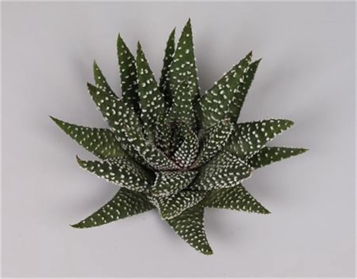 <h4>Haworthia margaritifera cutflower wincx-8cm</h4>