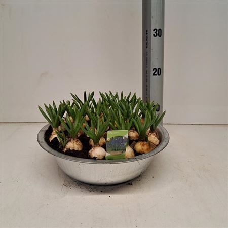 <h4>Muscar Big Smile Schaal X 1</h4>