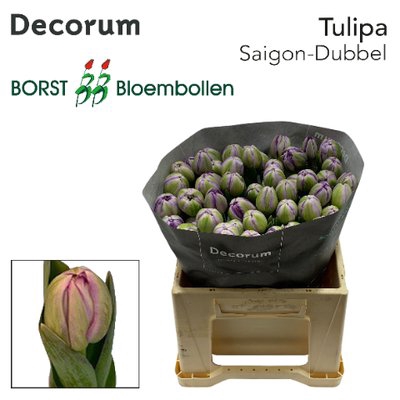 <h4>Tulipa do saigon double</h4>
