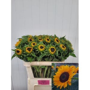 <h4>Helianthus sunrich provence</h4>