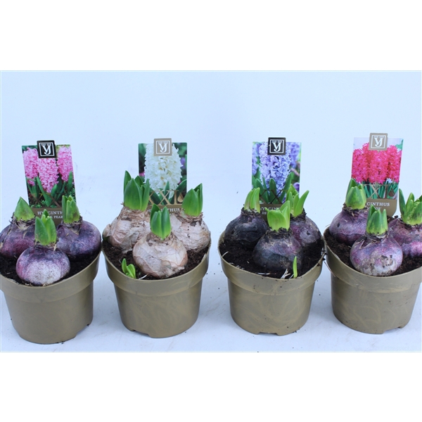 <h4>Hyacinthus XL mix</h4>