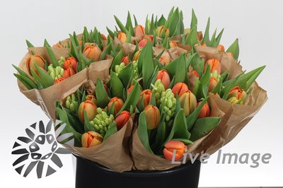 <h4>Tulipa do novi rainbow orange mix</h4>