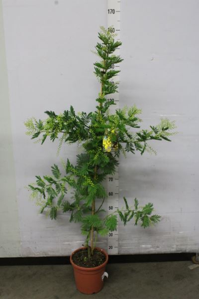 <h4>Mimosa Pudica</h4>