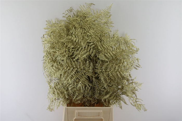 <h4>Droog Sully Fern Xl Goud</h4>