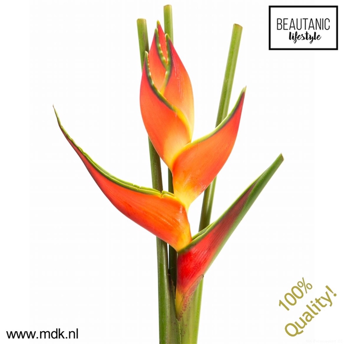 <h4>Heliconia oriole orange</h4>
