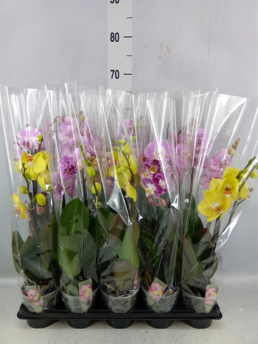 <h4>Phalaenopsis ...mix</h4>