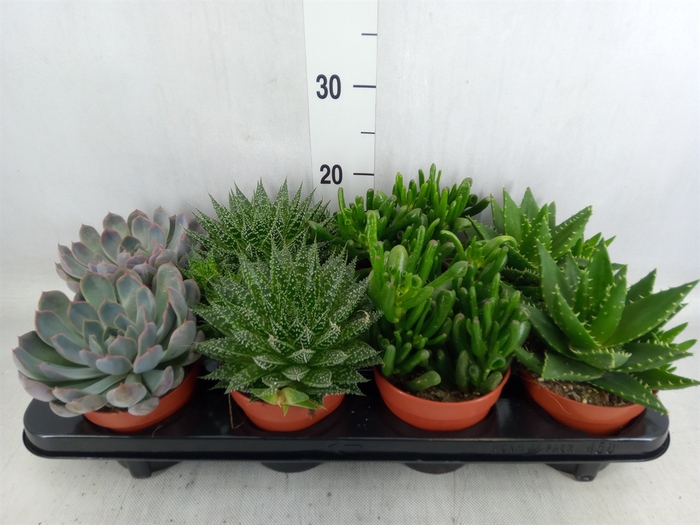 <h4>Succulents   ...mix 4</h4>
