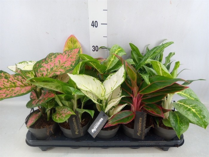 <h4>Aglaonema   ...mix</h4>