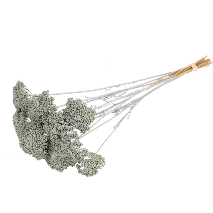 <h4>Achillea parker grey misty</h4>