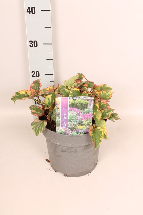 <h4>vaste planten 19 cm  Houttuynia cordata variegata</h4>