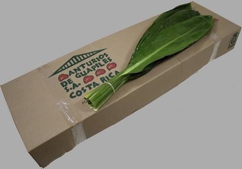 <h4>Leaf cordyline green tie</h4>