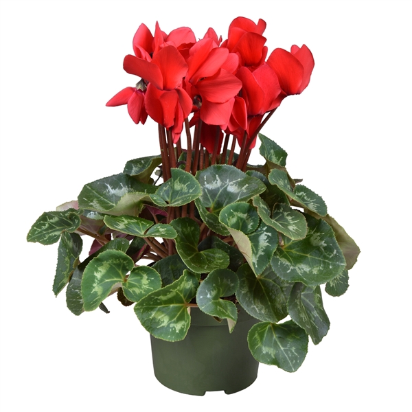 <h4>Cyclamen grootbl. rood</h4>