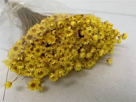 <h4>Dried Glixia Yellow</h4>