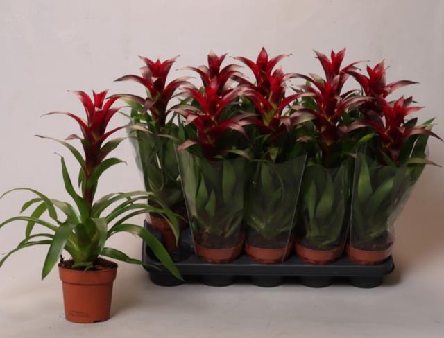 <h4>GUZMANIA BORDEAUX NEXTARA P12</h4>