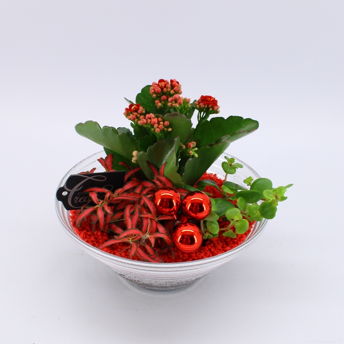 <h4>BAXM-2301R Xmas Fundamentals</h4>