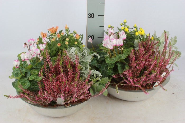 <h4>Arr Tuinplanten</h4>