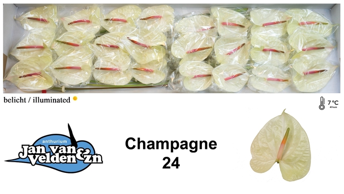 <h4>Champagne 24</h4>