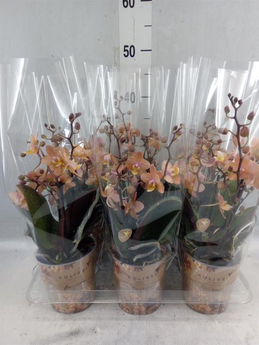 <h4>Phalaenopsis Multi. 'scention'</h4>