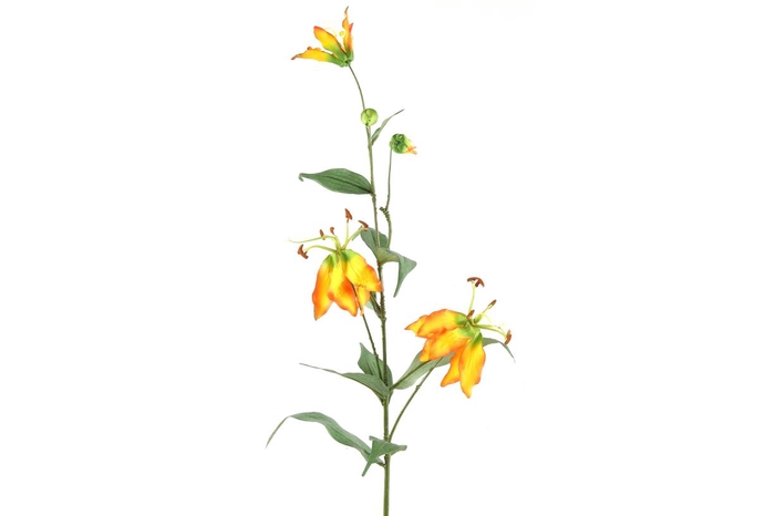 <h4>Af Gloriosa L97cm Geel/oranje</h4>